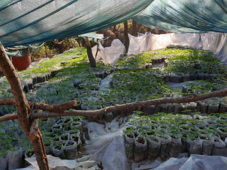 Στεφάνη Βοιωτίας: Εξάρθρωση κυκλώματος καλλιέργειας δενδρυλλίων κάνναβης