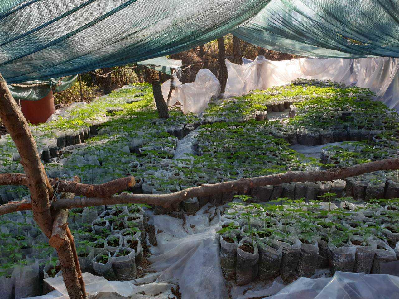 Στεφάνη Βοιωτίας: Εξάρθρωση κυκλώματος καλλιέργειας δενδρυλλίων κάνναβης