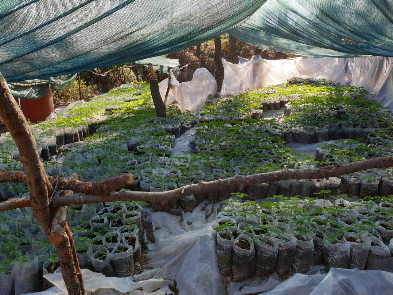 Στεφάνη Βοιωτίας: Εξάρθρωση κυκλώματος καλλιέργειας δενδρυλλίων κάνναβης