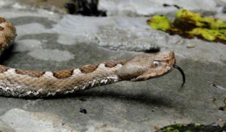 Θεσσαλονίκη: Φίδια μέσα σε σπίτια