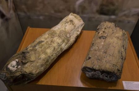 Τουρίστες επιχείρησαν να κλέψουν κορμούς από το  Απολιθωμένο Δάσος Λέσβου