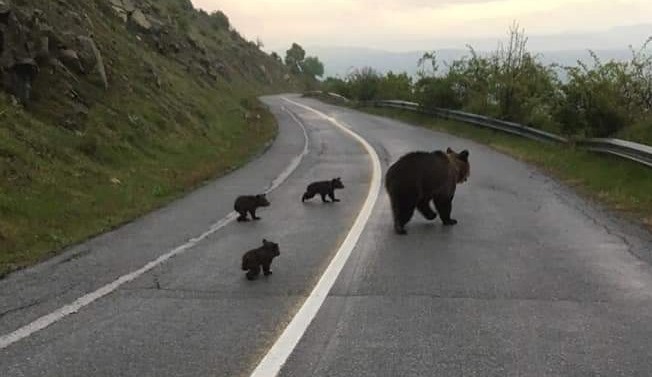 Viral η μαμά αρκούδα και τα αρκουδάκια της