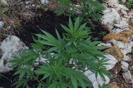 Εντοπίστηκαν νέες φυτείες κάνναβης στο Μυλοπόταμο Ρεθύμνου