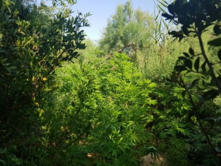 Περίπου 20.000 στρέμματα, σε όλη την Ελλάδα ζητούνται για νόμιμη καλλιέργεια κάνναβης