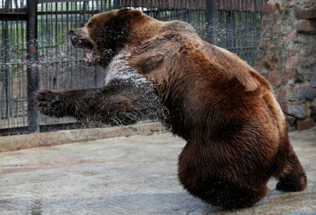 Αρκούδα κρατούσε άνδρα για 30 μέρες στη φωλιά της – Σοκαριστική η εικόνα του