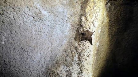 Μια νυχτερίδα στη… σήραγγα