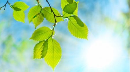 Καύσιμα μέσω φωτοσύνθεσης