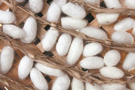 Μέλλον φτιαγμένο από… μετάξι