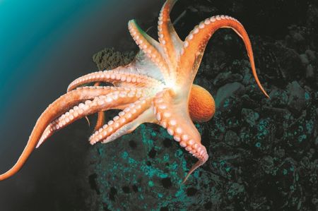 Τα πλοκάμια κάνουν… του κεφαλιού τους