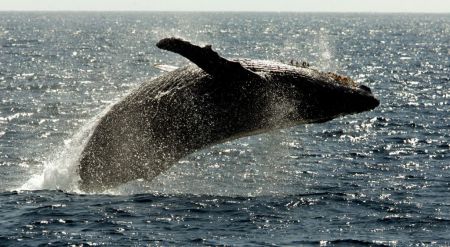 Ιαπωνία: Ξεκινά μετά από 30 χρόνια το κυνήγι φαλαινών για εμπορικούς σκοπούς