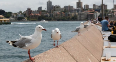 Γλάροι της Αυστραλίας μεταφέρουν βακτήρια ανθεκτικά στα γνωστά αντιβιοτικά