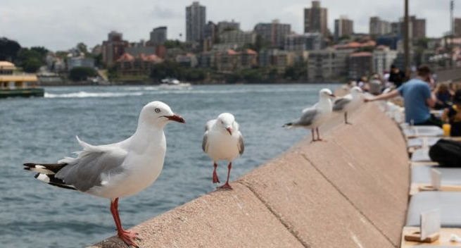 Γλάροι της Αυστραλίας μεταφέρουν βακτήρια ανθεκτικά στα γνωστά αντιβιοτικά
