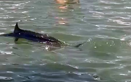 Απίστευτη βαρβαρότητα : Ξιφίας βγήκε στα ρηχά και οι λουόμενοι τον… πετροβόλησαν