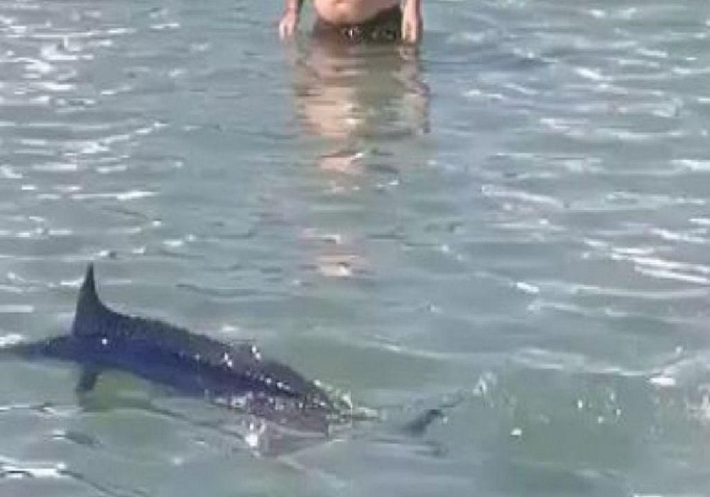 Στον εισαγγελέα η υπόθεση του ξιφία που θανατώθηκε