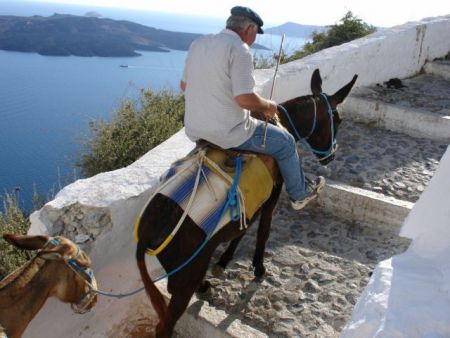 Εδειραν ακτιβιστή στη Σαντορίνη γιατί κατέγραφε βασανιστήρια γαϊδουριών