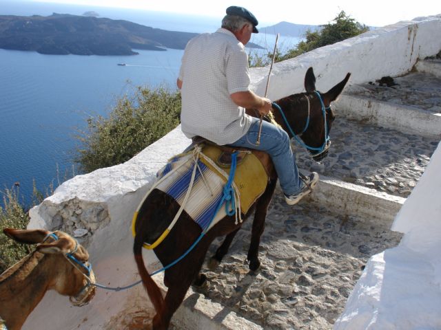 Εδειραν ακτιβιστή στη Σαντορίνη γιατί κατέγραφε βασανιστήρια γαϊδουριών