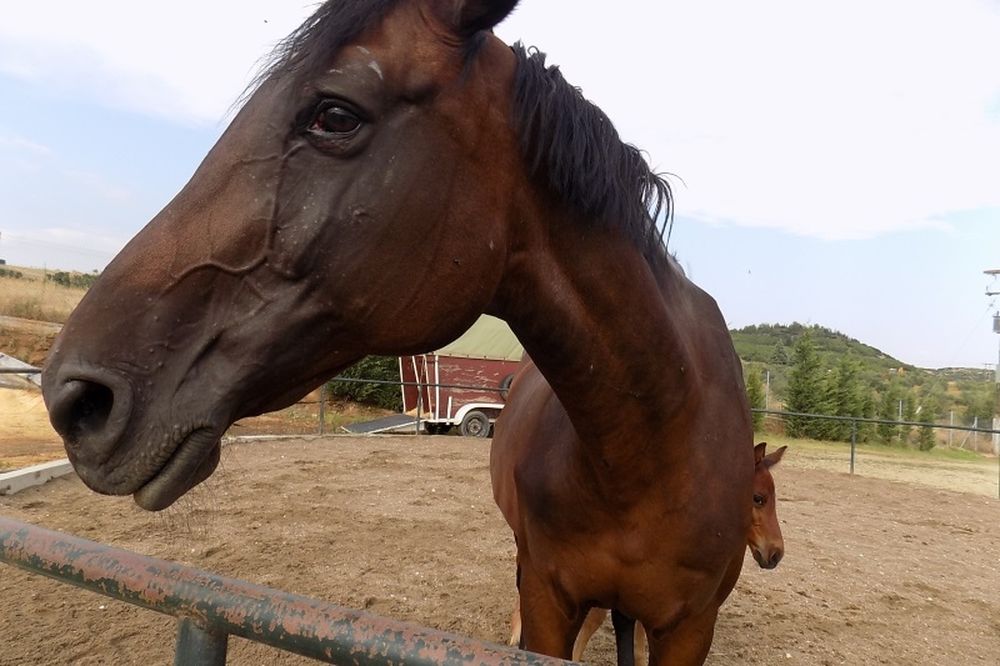 Συναγερμός στη Λάρισα: Κρούσμα του ιού του Δυτικού Νείλου σε άλογο