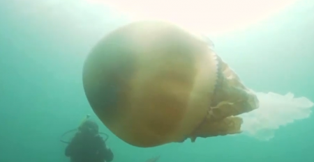 «Παράθυρο» στον κόσμο: Η μέδουσα σε μέγεθος ανθρώπου και το κυνήγι δελφινιών