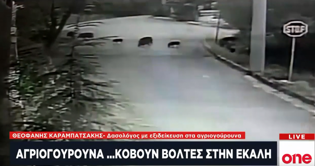 Μυστήριο με τα αγριογούρουνα στα βόρεια προάστια – Πού οφείλεται η «κάθοδός» τους