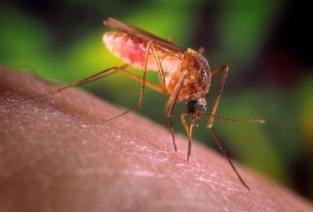 Πέντε νέα κρούσματα από τον ιό του Δυτικού Νείλου σε μία εβδομάδα