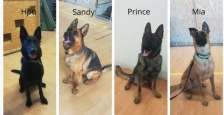 Ετοιμοι για δράση: Οι νέοι τετράποδοι αστυνομικοί στην υπηρεσία ανίχνευσης εκρηκτικών