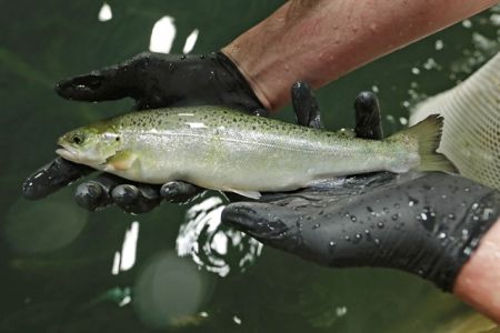 Γενετικά τροποποιημένοι σολομοί στο πιάτο μας