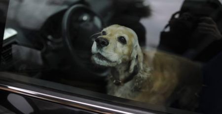 Σκύλος πέθανε γιατί ο ιδιοκτήτης του τον άφησε μέσα στο Ι.Χ