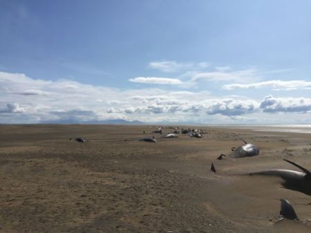 Ισλανδία: Περίπου 50 φάλαινες-πιλότοι εκβράστηκαν πάλι στις νότιες ακτές