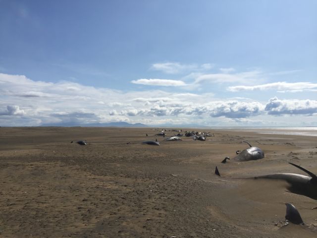 Ισλανδία: Περίπου 50 φάλαινες-πιλότοι εκβράστηκαν πάλι στις νότιες ακτές