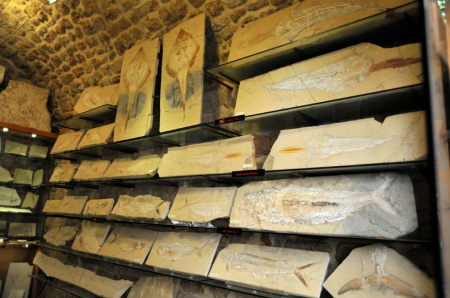 Παλαιοντολογία: Τα «πέτρινα ψάρια» του Λιβάνου