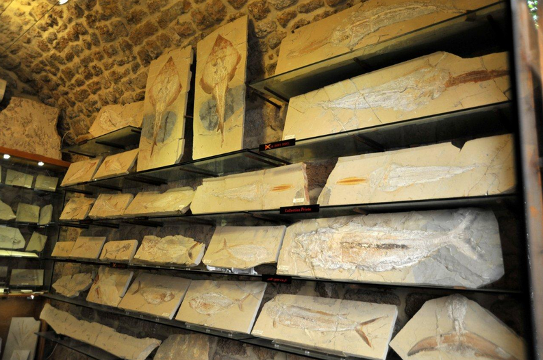 Παλαιοντολογία: Τα «πέτρινα ψάρια» του Λιβάνου