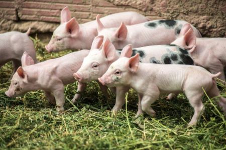 ΕΕ: 2,9 εκ. ευρώ στη Βουλγαρία για την καταπολέμηση της αφρικανικής πανώλης των χοίρων