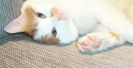 Ταμπούς, ο γάτος ταξιδευτής