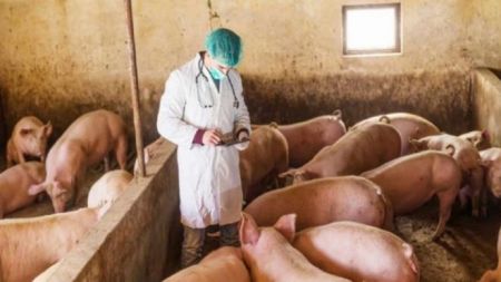 «Συναγερμός» στην Κομισιόν για την πανώλη των χοίρων στη Βουλγαρία