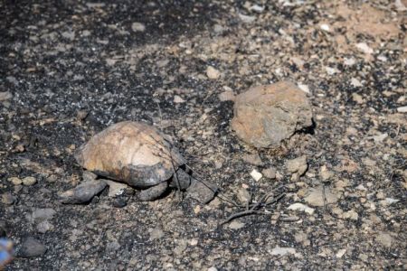 Υμηττός: Κάηκαν πολλές χελώνες