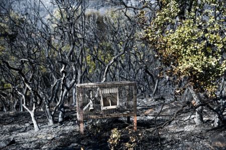 Παιανία: Εικόνες καταστροφής μετά την πυρκαγιά