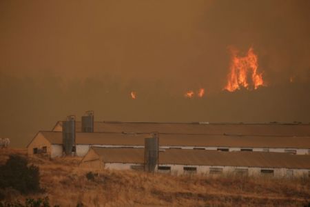Πύρινος εφιάλτης στην Εύβοια: Δύσκολο το έργο των εναέριων μέσων – Εκκενώθηκαν τέσσερα χωριά