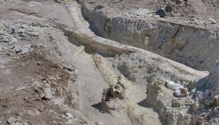 Απολιθωμένο δάσος Λέσβου: Ανακαλύφθηκαν δύο γιγάντιοι κορμοί