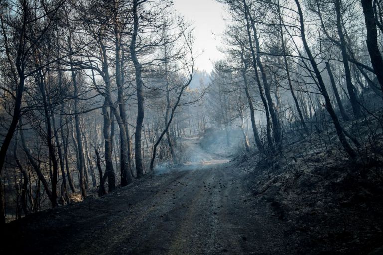 Φωτιά στην Εύβοια: Αφανίστηκαν δασικές εκτάσεις του δικτύου Natura 2000 | tovima.gr
