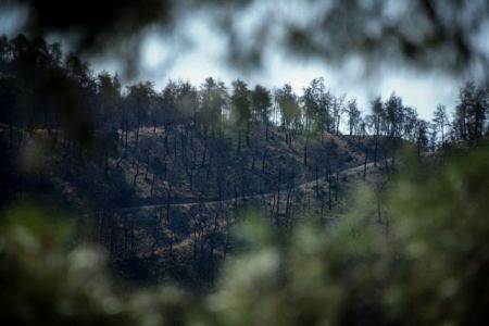 Στη μείξη των δασών βλέπει την λύση για την αποφυγή πυρκαγιών ο δασάρχης Κιλκίς