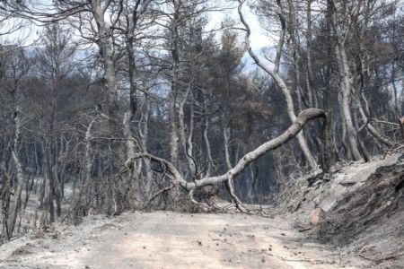 Εύβοια – πυρκαγιά: Τρεις υπόπτους «βλέπουν» οι Αρχές – Ολα δείχνουν εμπρησμό