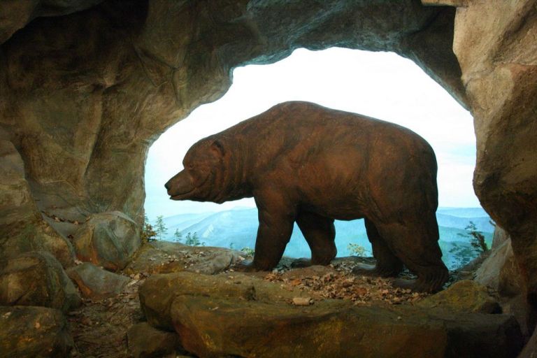 Αρκούδες σπηλαίων εναντίον ανθρώπων σημειώσατε 2 | tovima.gr