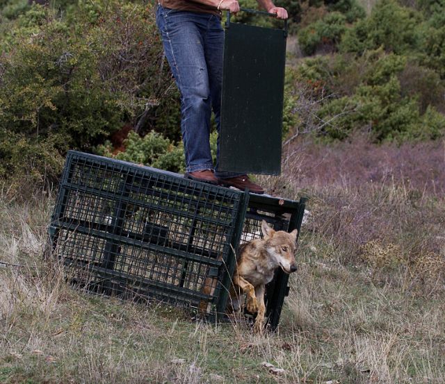 Μελέτη αποκαλύπτει: Λύκοι απειλούν τα ελάφια της Πάρνηθας