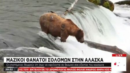 Κλιματική Αλλαγή: Μαζικοί θάνατοι σολομών στην Aλάσκα