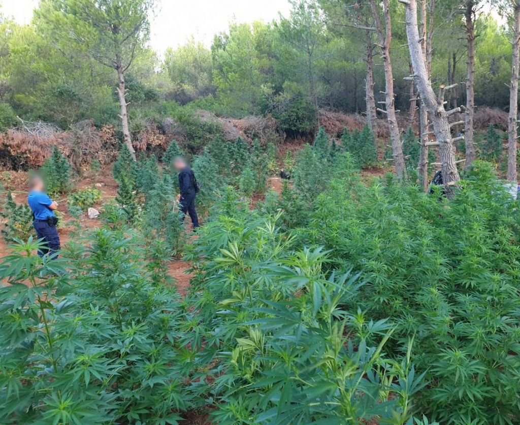 ΕΛ.ΑΣ: Κατάσχεση 1.600 δενδρυλλίων κάνναβης στα Βίλια