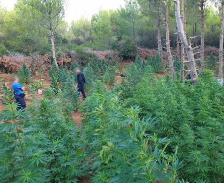 ΕΛ.ΑΣ: Κατάσχεση 1.600 δενδρυλλίων κάνναβης στα Βίλια