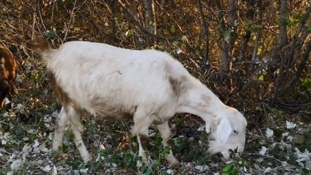 Πορτογαλία: Επιστρατεύουν κατσίκες για την πρόληψη των πυρκαγιών