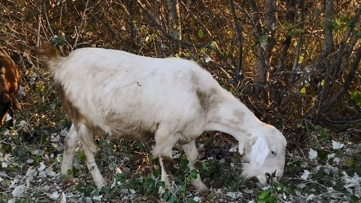 Πορτογαλία: Επιστρατεύουν κατσίκες για την πρόληψη των πυρκαγιών