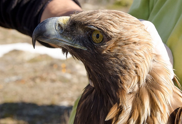 Καλώς ήρθατε στη Θράκη, τη γη των αρπακτικών πουλιών