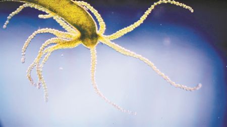 Η αθάνατη ύδρα αποκαλύπτει τα μυστικά της